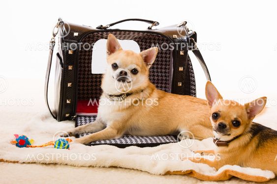 Dogs and bag