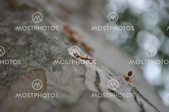 talking ants