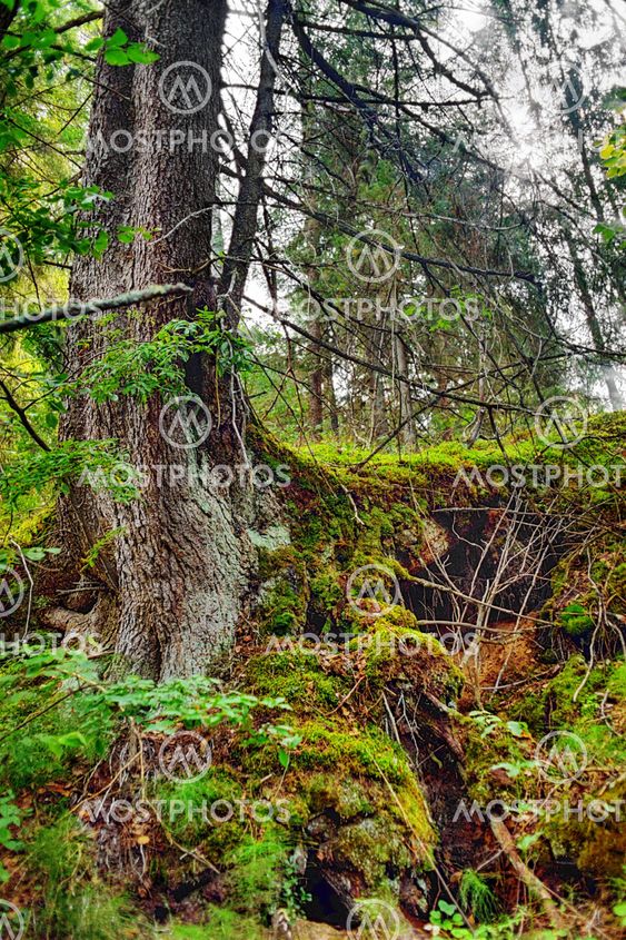 Tree with twisted spreading roots in a forest