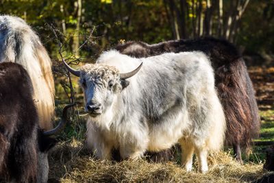 The domestic Yak, Bos mutus grunniens in the zoo