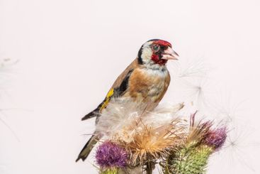 European goldfinch, feeding on the seeds of thistles....