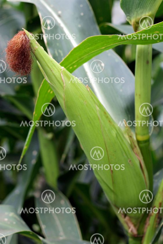 Corn field ready for harvest. Summertime plantation