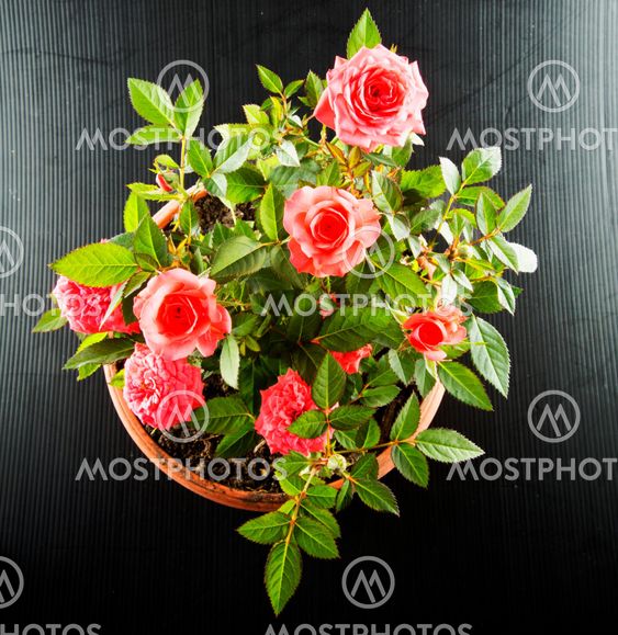 Pink roses flowerpot