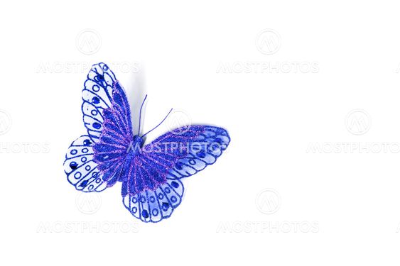 blue butterfly isolated in white background