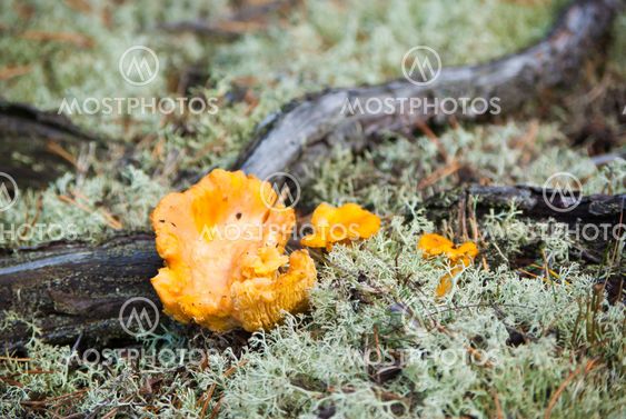 Chanterelles