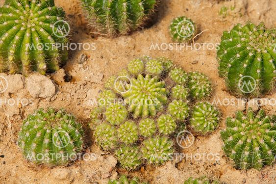 Detail of cactus growing