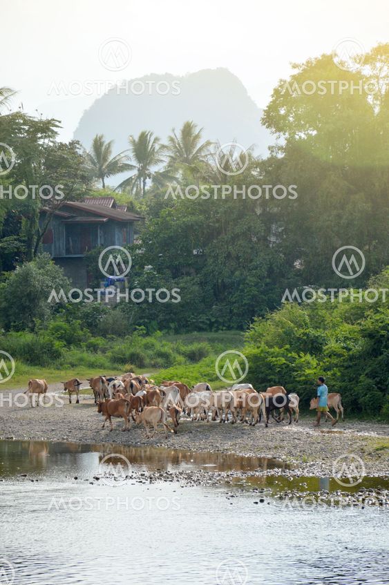 Cattle passing by the Nam Song River in Vang Vieng, popular tourist resort town in Lao PDR.