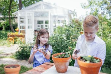 Two small children are planting flowers in clay pots in...