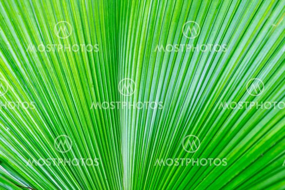 Green leaf of a palm tree.