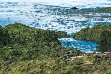 algae proliferating on the seashore during a water bloom