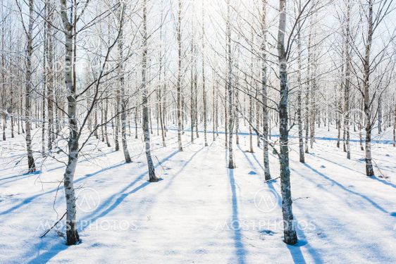 Frosty birch trees in sunlight