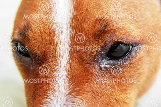 Dog Eyes Infection Dog Wi Av Alexandr Jitarev Mostphotos