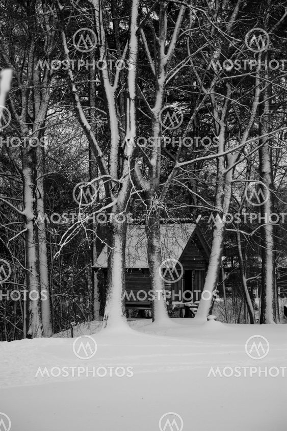 the small cottage in the Woods