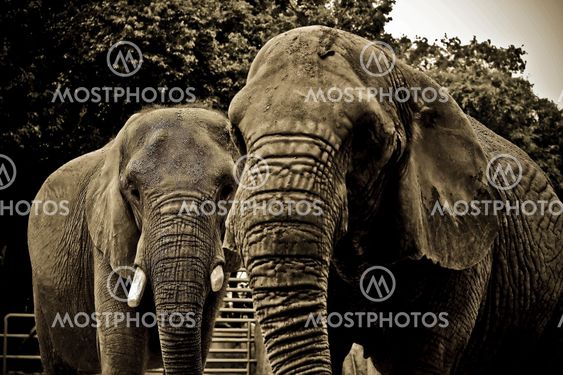 african elephant