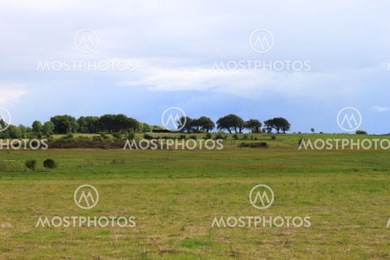 Landscape with trees