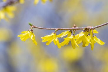 Forsythia. Blooming forsythia bush. Yellow flower on a...
