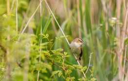 Sedge warbler perched on a straw