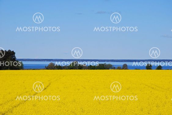 Rape Fields