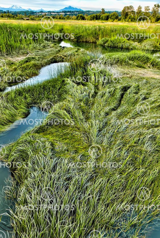 Marsh grass in summer at Spencer Island wetlands