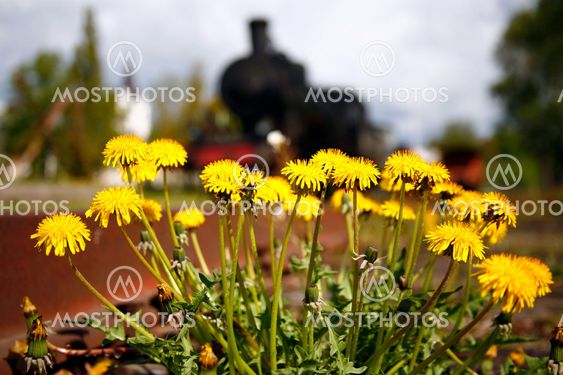 Dandelions are growing at rail