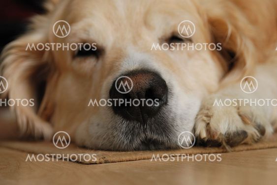 Sleeping dog
