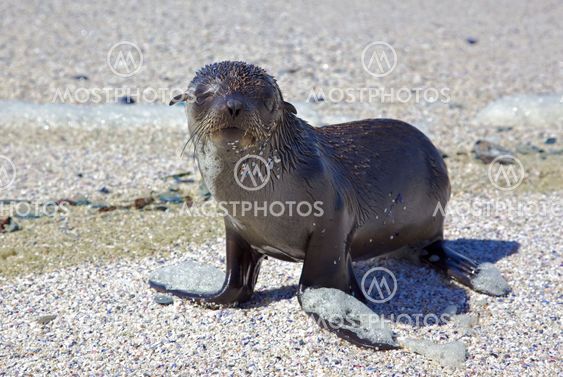 Cape Fur Seal