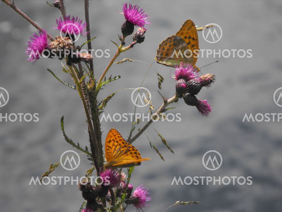 Butterflies on the knot