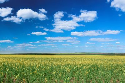 Field with oilseed rapeseed