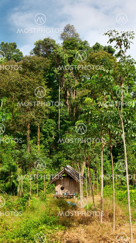 Thai Jungle