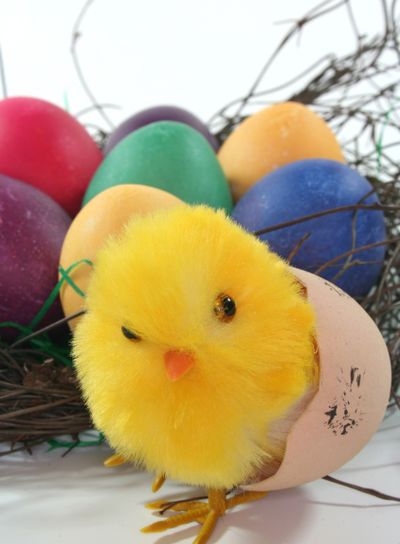 Easter Chicks