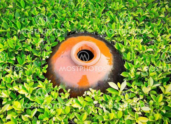 Basin in Bushes