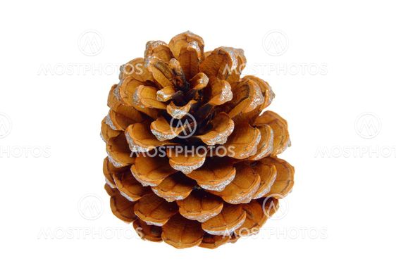 Pinienzapfen - pine cone 05