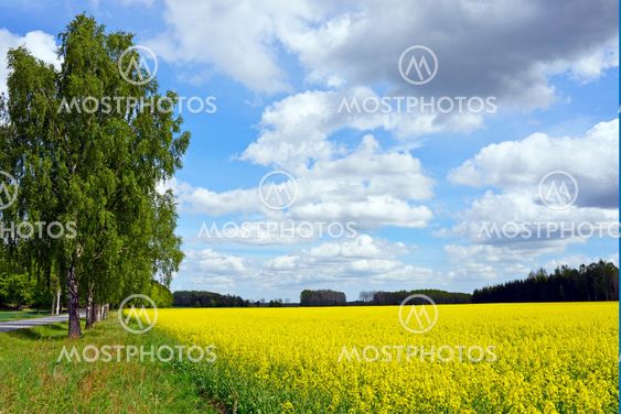 SOMMARLANDSKAP