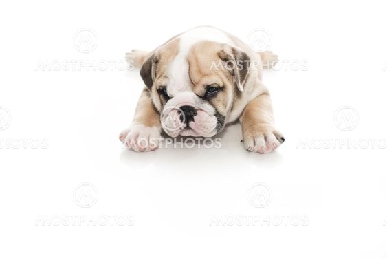 English bulldog puppy isolated