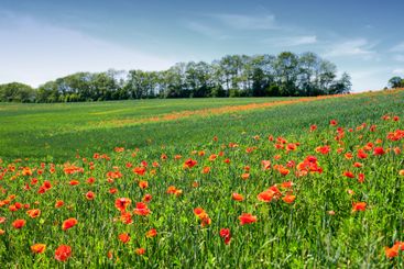 Wheat field, grassland and poppy flowers in countryside...