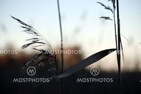 Reed