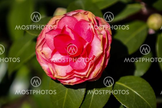 Camellia