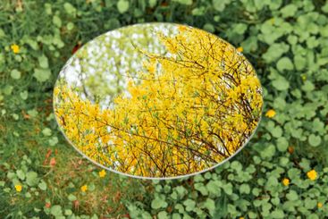 forsythia bush reflection in round mirror