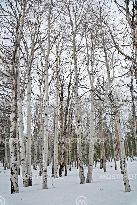 Aspen trees