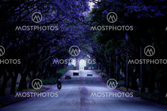 Jacaranda in Forest Town