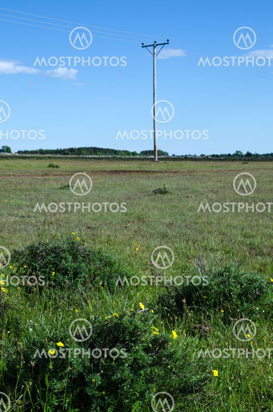 Blossom at power lines