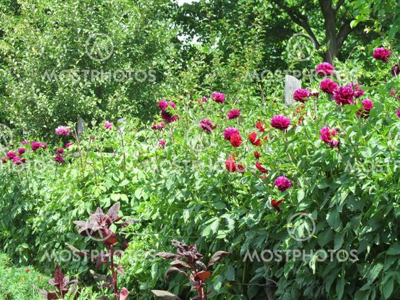Country flowers