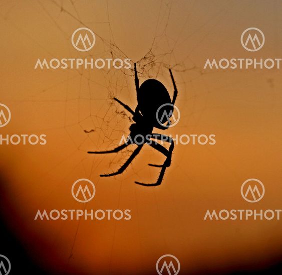 Spider in sunset