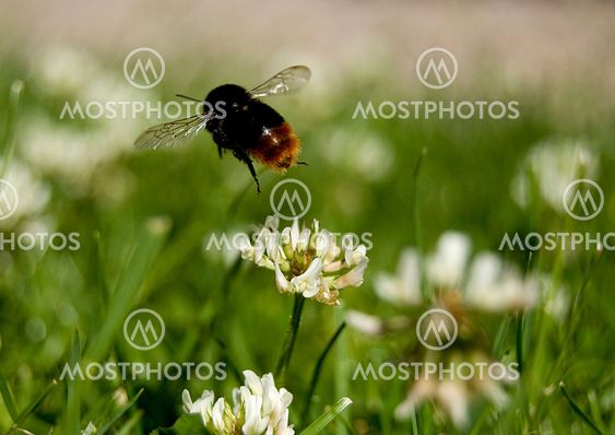 Bee