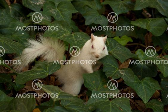 Albino Squirrel