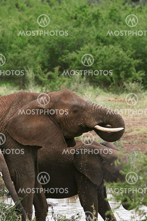 Elephants (Loxodonta africana)