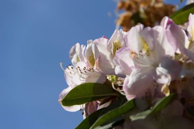 plant, flower, bloom, blossom, flowering, red, seed,...