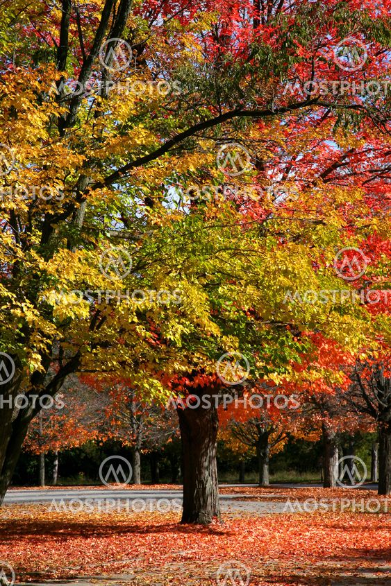 Autumn Trees