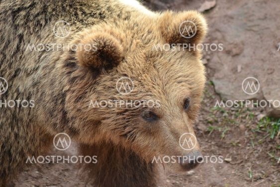 Ursus arctos