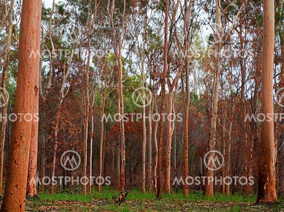 australian eucalyptus gumtree forest after bushfire